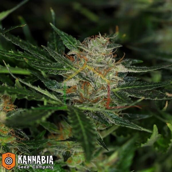 Dream Sherbet Auto de Kannabia Seeds