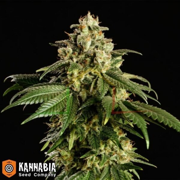 Dream Sherbet de Kannabia Seeds