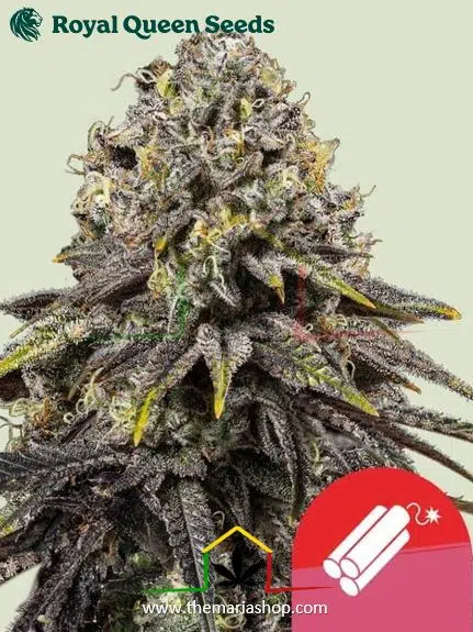 Dynamite Diesel de Royal Queen Seeds x Tyson 2.0
