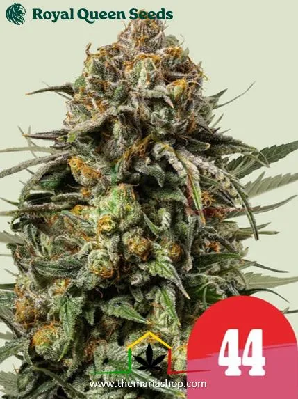 Gelato 44 de Royal Queen Seeds x Tyson 2.0