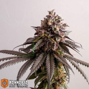 Gelato-K de Kannabia Seeds
