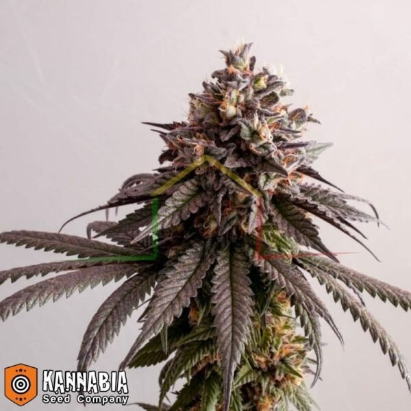 Gelato-K de Kannabia Seeds