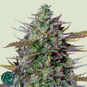 Goat'lato Auto - Tyson 2.0 x Royal Queen Seeds