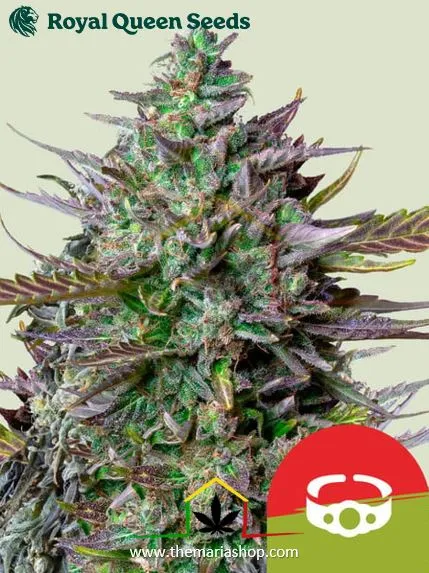 Goatlato Auto Royal Queen Seeds x Tyson 2.0