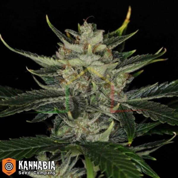 Gorilla King Auto de Kannabia Seeds