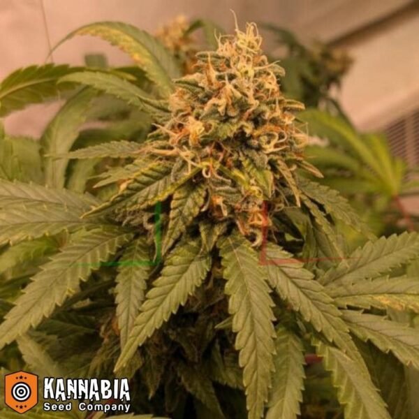 Indica Cream de Kannabia Seeds