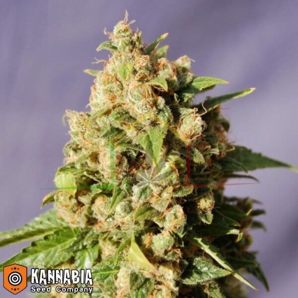 Kiss de Kannabia Seeds