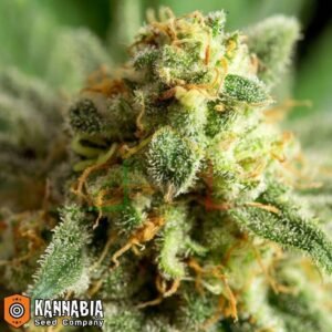 Kritikal-k de Kannabia Seeds