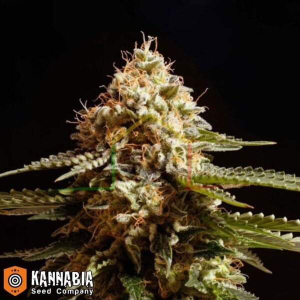 La blanca Kannabia Seeds