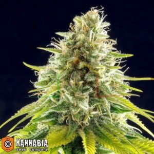 mataro blue kannabia seeds