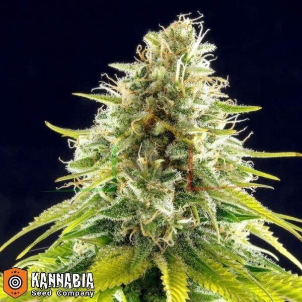 mataro blue kannabia seeds
