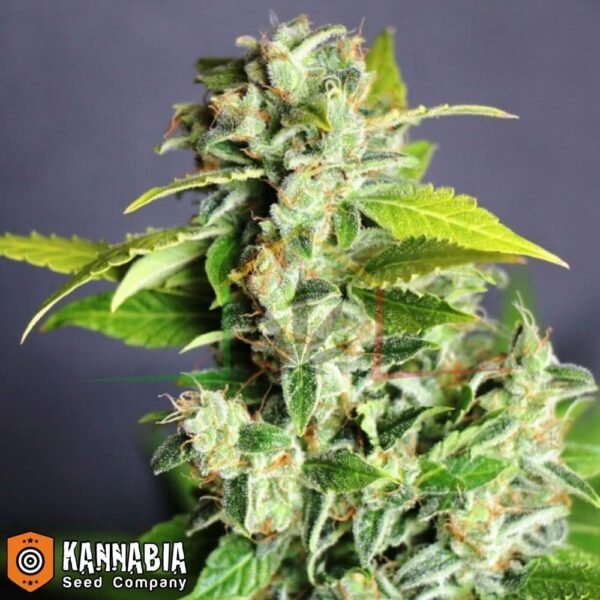 Mikromachine Auto de Kannabia Seeds