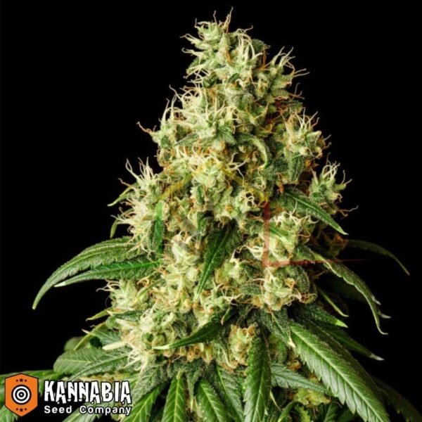 Mimosa Dream de Kannabia Seeds