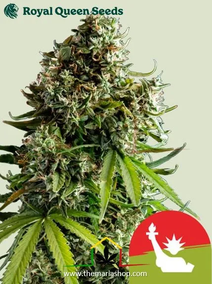 NYC Sour D Auto Royal Queen Seeds x Tyson 2.0