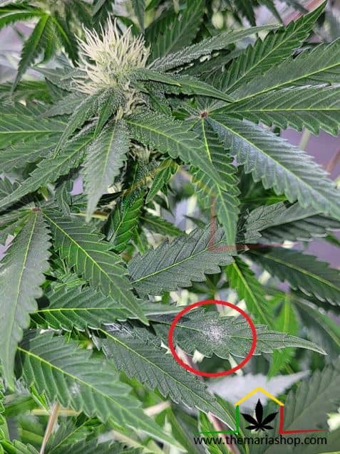 plante de cannabis avec oidium