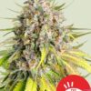 Punch Pie Royal Queen Seeds x Tyson 2.0