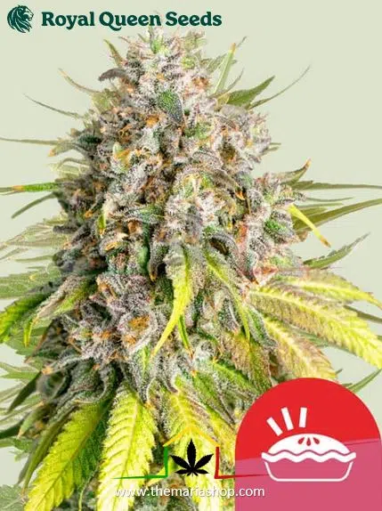 Punch Pie Royal Queen Seeds x Tyson 2.0