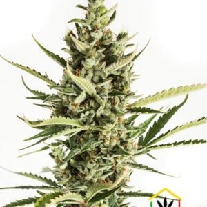 AMNESIA XXL AUTO