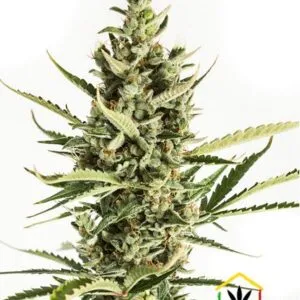 AMNESIA XXL AUTO