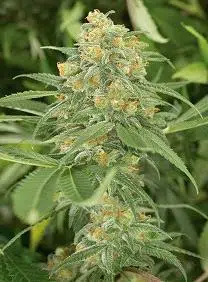 GREEN CRACK
