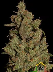 CBD CRITICAL CURE