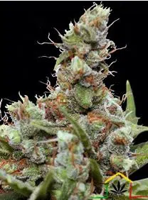 CBD BLUE SHARK