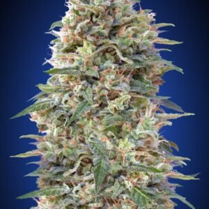 CALIFORNIA KUSH