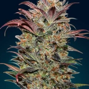 AUTO CHOCOLATE CREAM