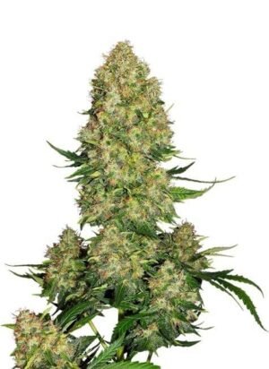SKUNK 1 AUTOMATIC
