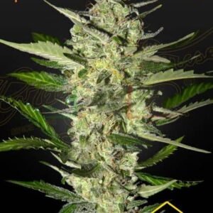 FLOWERBOMB KUSH