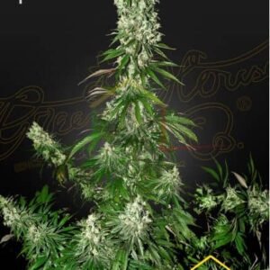WHITE STRAWBERRY SKUNK