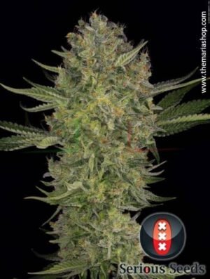 SERIOUS KUSH