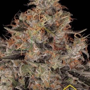 BLUE KUSH BERRY