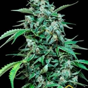 MAXI HAZE AUTO