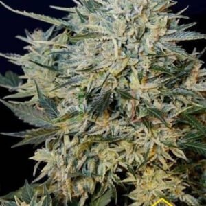 SUGAR GOM AUTO