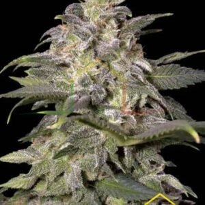 MAGIC BUD