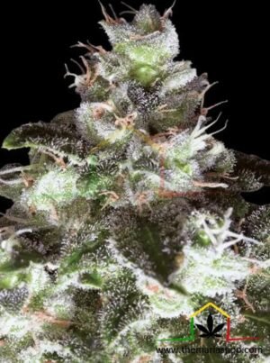 ORIGINAL WHITE WIDOW