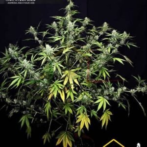 HIGH RYDER AUTO