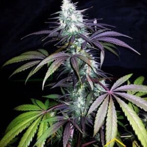 HIGH MASS AUTO