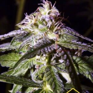 TANGERINE AUTO