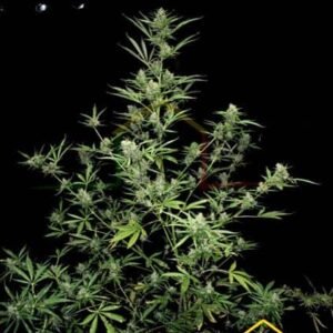 SOUR RYDER S1 AUTO