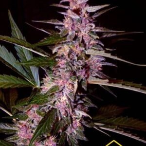 BLUE KUSH 99 AUTO