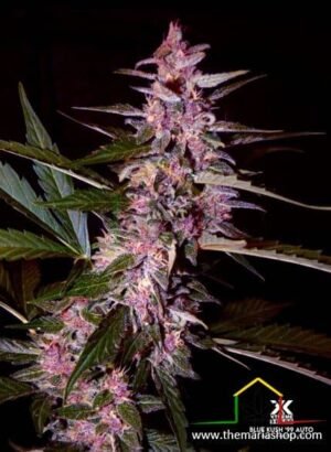 BLUE KUSH 99 AUTO