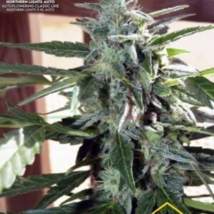 NORTHERN LIGHT AUTO