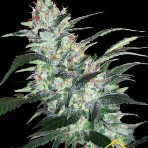 OG KUSH EXPRESS AUTO