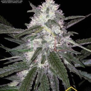 THE CRITICAL AUTO