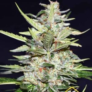 FRUIT ORANGE COOKIES GIANT AUTO