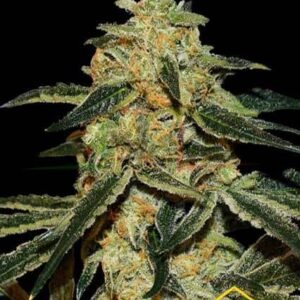 GORILLA SILVERBACK