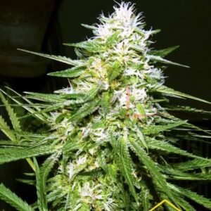 OG KUSH EXPRESS