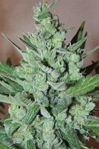 LA FRUTTA DI VENUS AUTO